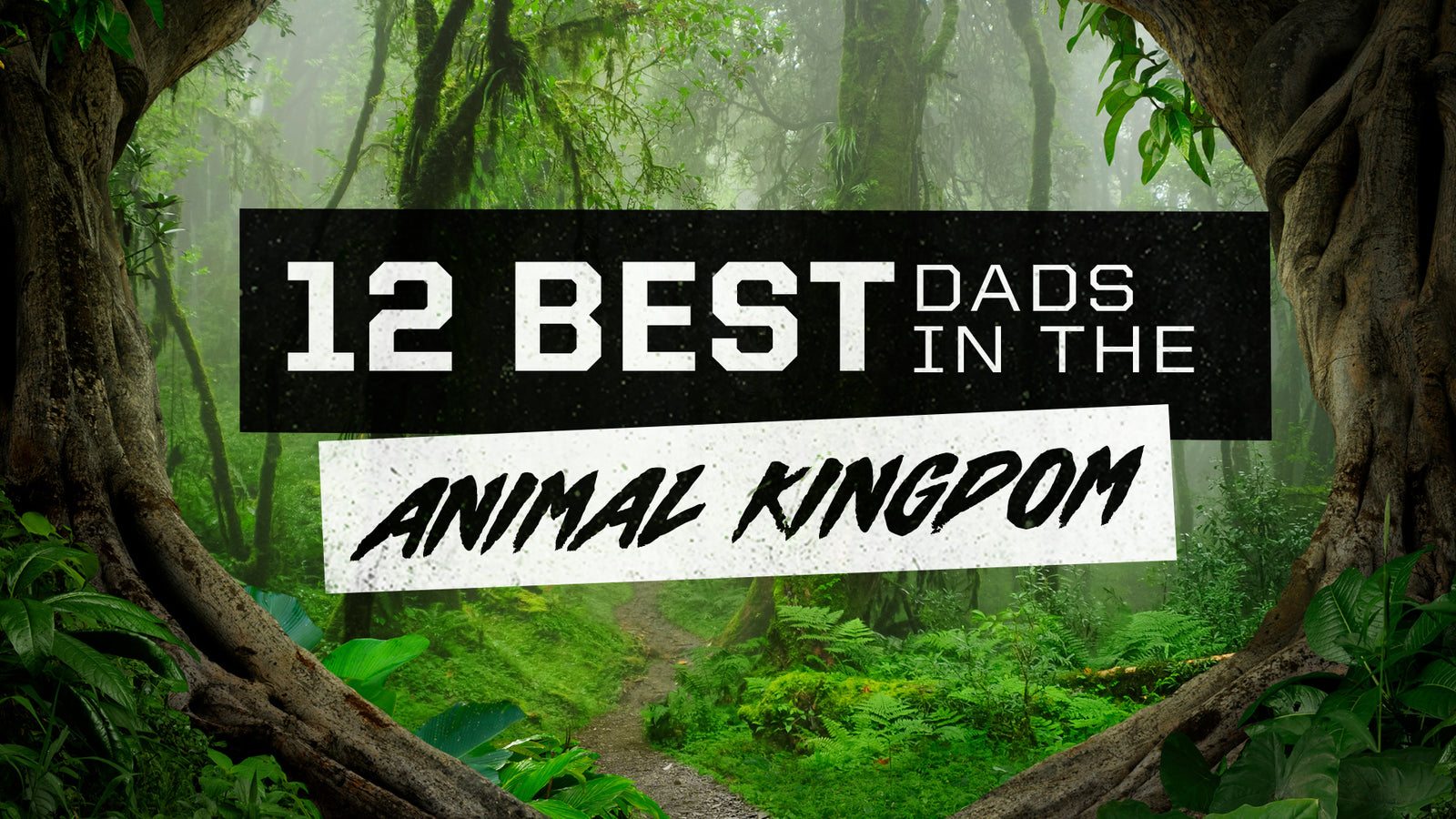 12 Of The Best Dads In the Animal Kingdom